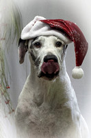 BSKD Holiday Pet Portraits 2022